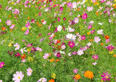 Cosmos bipinnatus